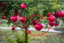 3 loại cây con cưng Thần Tài: Trồng trước nhà tài lộc ùn ùn kéo tới