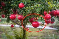 3 loại cây con cưng Thần Tài: Trồng trước nhà tài lộc ùn ùn kéo tới