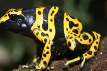 10 loài động vật có nọc độc đáng sợ nhất hành tinh 