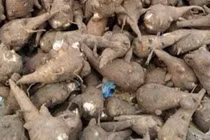 Người đàn ông tê bì tứ chi khi dùng củ ấu tàu chữa bệnh