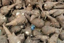 Người đàn ông tê bì tứ chi khi dùng củ ấu tàu chữa bệnh