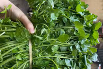 Loại rau quen thuộc được CDC Mỹ đánh giá “tốt nhất thế giới“