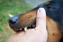 Bé 3 tuổi bị chó cắn vỡ thận 