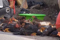 Nhộn nhịp mua bán gà trống choai cúng mùng 3 Tết