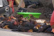 Nhộn nhịp mua bán gà trống choai cúng mùng 3 Tết