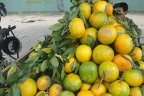 Những hoa quả Việt chịu án oan vì hàng Trung Quốc