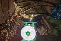 Người Xê Đăng đào được củ sâm Ngọc Linh quý hiếm gần một kg