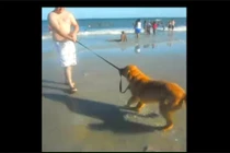 Video: Phản ứng khi lần đầu boss được sen cho đi biển