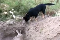 Nhói lòng cảnh chú chó dùng mũi đào huyệt chôn bạn