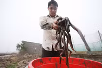 Tỷ phú 33 tuổi làm xiếc với đàn rắn mòng 2.700 con