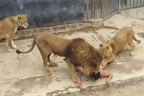 Khoả thân nhảy vào chuồng sư tử tự sát