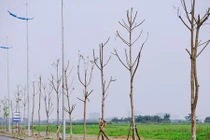 Hàng trăm cây chết khô trên tuyến đường 6.600 tỷ ở HN