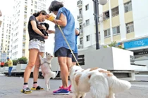 Con chó làm khó dân Sài Gòn!