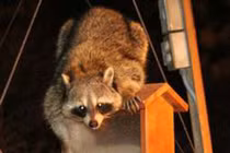 Gấu trúc Bắc Mỹ và các động vật có thể nảy sinh ý “trả thù” 