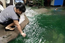 Giải mã nguyên nhân nước ngập chuyển màu xanh ở Hà Nội