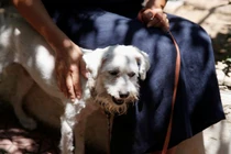 Chó sống sót kỳ diệu sau vụ cháy rừng kinh hoàng bằng cách thông minh