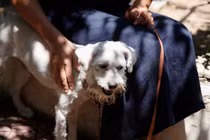 Chó sống sót kỳ diệu sau vụ cháy rừng kinh hoàng bằng cách thông minh