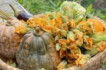 Loại hoa được ví như "rau toàn năng" giúp kháng viêm, tiêu độc