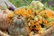 Loại hoa được ví như "rau toàn năng" giúp kháng viêm, tiêu độc