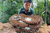 Nuôi loài ong kịch độc, thương lái Trung Quốc lùng mua 