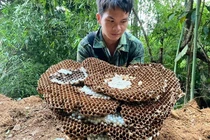 Nuôi loài ong kịch độc, thương lái Trung Quốc lùng mua 