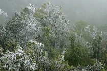 Không khí lạnh tràn về, nhiệt độ Mẫu Sơn 0,2 độ C