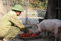 Xót xa cảnh cà chua chín đỏ rụng thối đầy đồng không ai mua