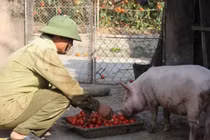 Xót xa cảnh cà chua chín đỏ rụng thối đầy đồng không ai mua