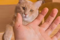 Nhiều người nhập viện vì mèo cào, cách sơ cứu vết thương