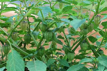 Từng là rau dại, nay “lên đời” thành đặc sản, cực giàu vitamin