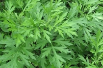 Loại cây mọc dại được mệnh danh "vua" thảo dược