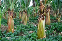 Siêu cây lương thực đủ cứu đói hơn 100 triệu người có gì đặc biệt?