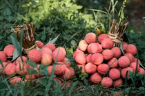 Ăn vải thế nào để không bị nóng trong người?