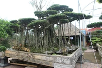 Cây sanh cổ rễ đan như phím đàn, chủ nhân hét giá 10 tỷ