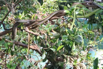 Hàng trăm con rắn lục đuôi đỏ ngụy trang trên cây