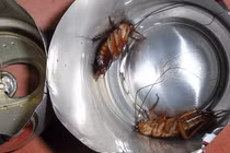 Uống bia thừa cho thêm một thứ hạ cả trăm con gián