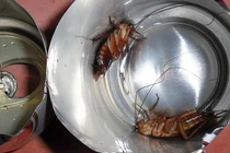 Uống bia thừa cho thêm một thứ hạ cả trăm con gián