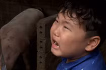 Con trai Xuân Bắc khóc mếu trong chuồng heo