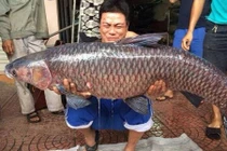Xuất hiện cá trắm “khủng”, nặng hơn 24 kg