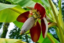 Lợi ích tuyệt vời của hoa chuối đối với sức khỏe