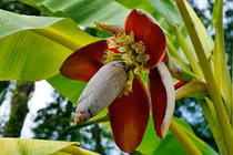 Lợi ích tuyệt vời của hoa chuối đối với sức khỏe