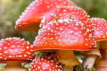 6 người nhập viện cấp cứu vì ăn nấm lạ hái trên rẫy