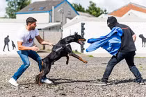 Tận mục cảnh gay cấn huấn luyện chó bảo vệ người giàu