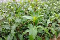 Loại rau dại xưa bị “ngó lơ”, nay thành đặc sản “hút khách“