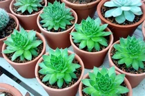 Người tuổi dậu trồng cây sen đá hút tiền tài và may mắn