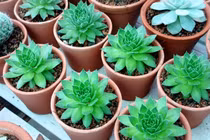 Người tuổi dậu trồng cây sen đá hút tiền tài và may mắn