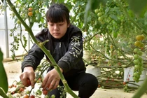 Doanh nghiệp đổ xô lên Măng Đen trồng rau sạch, thuốc quý làm giàu