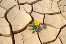 Phật pháp nhiệm mầu