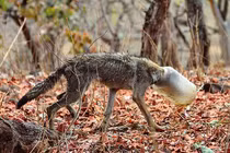 Thảm hại cảnh sói gầy trơ xương, kẹt đầu trong bình nhựa