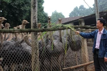 Nhàn nhã ngồi đếm tiền nhờ nuôi "gà khủng"